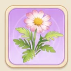 연분홍 마거리트