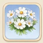 순백 코스모스
